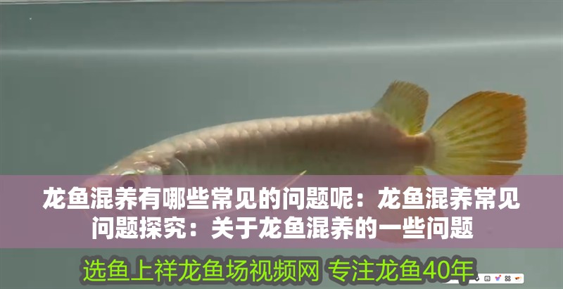 龍魚混養有哪些常見的問題呢：龍魚混養常見問題探究：關于龍魚混養的一些問題