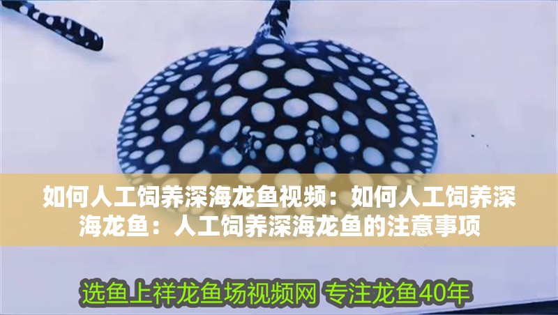 如何人工飼養(yǎng)深海龍魚視頻：如何人工飼養(yǎng)深海龍魚：人工飼養(yǎng)深海龍魚的注意事項