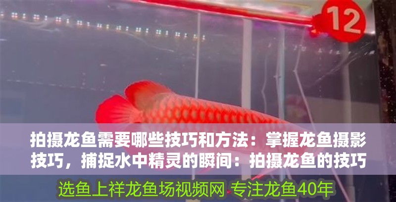 拍攝龍魚需要哪些技巧和方法：掌握龍魚攝影技巧，捕捉水中精靈的瞬間：拍攝龍魚的技巧
