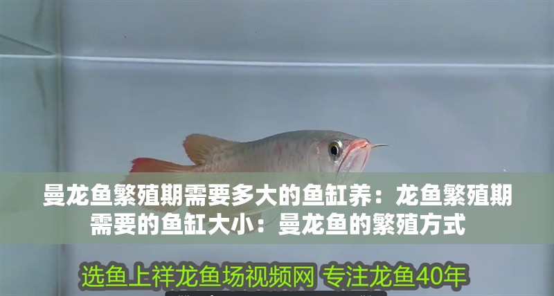 曼龍魚繁殖期需要多大的魚缸養：龍魚繁殖期需要的魚缸大小：曼龍魚的繁殖方式