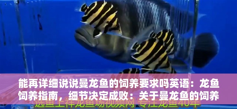 能再詳細說說曼龍魚的飼養要求嗎英語：龍魚飼養指南，細節決定成?。宏P于曼龍魚的飼養要點