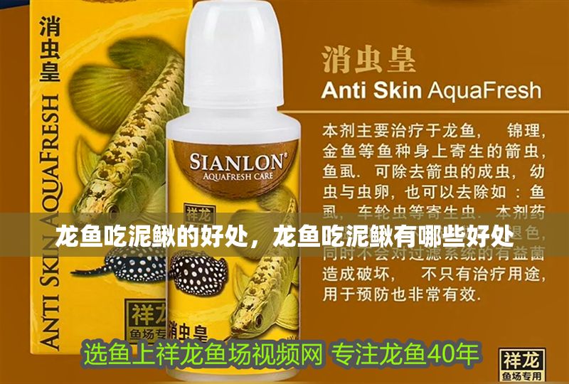龍魚(yú)吃泥鰍的好處，龍魚(yú)吃泥鰍有哪些好處