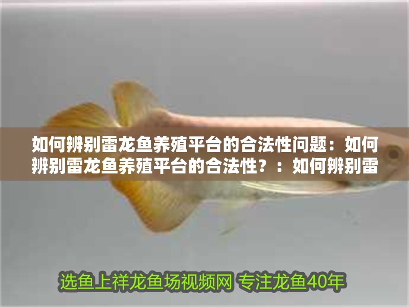 如何辨別雷龍魚養殖平臺的合法性問題：如何辨別雷龍魚養殖平臺的合法性？：如何辨別雷龍魚養殖平臺的合法性