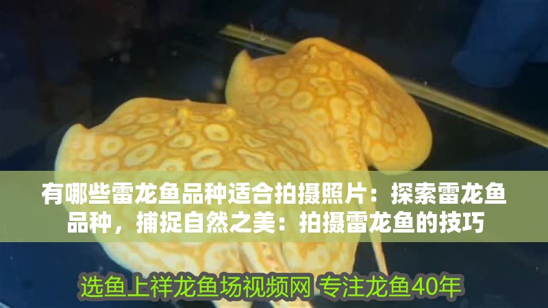 有哪些雷龍魚品種適合拍攝照片：探索雷龍魚品種，捕捉自然之美：拍攝雷龍魚的技巧