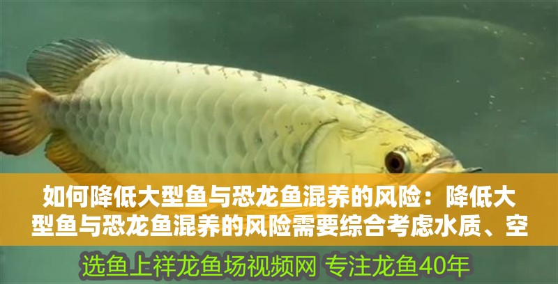 如何降低大型魚與恐龍魚混養(yǎng)的風(fēng)險：降低大型魚與恐龍魚混養(yǎng)的風(fēng)險需要綜合考慮水質(zhì)、空間、食物競爭和攻擊性等因素