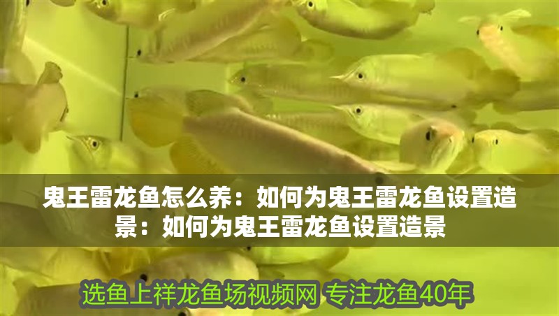 鬼王雷龍魚怎么養(yǎng)：如何為鬼王雷龍魚設(shè)置造景：如何為鬼王雷龍魚設(shè)置造景