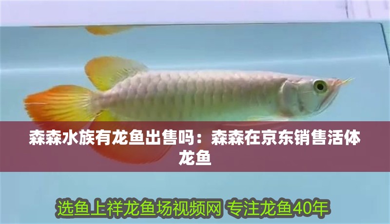 森森水族有龍魚出售嗎：森森在京東銷售活體龍魚 森森水族有龍魚出售嗎：森森在京東銷售活體龍魚 龍魚百科