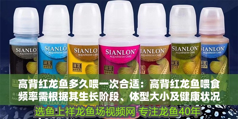 高背紅龍魚多久喂一次合適：高背紅龍魚喂食頻率需根據其生長階段、體型大小及健康狀況進行調整