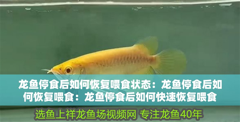 龍魚停食后如何恢復喂食狀態：龍魚停食后如何恢復喂食：龍魚停食后如何快速恢復喂食