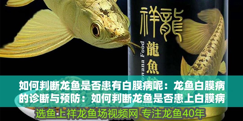 如何判斷龍魚是否患有白膜病呢：龍魚白膜病的診斷與預(yù)防：如何判斷龍魚是否患上白膜病，如何判斷龍魚是否患有白膜病