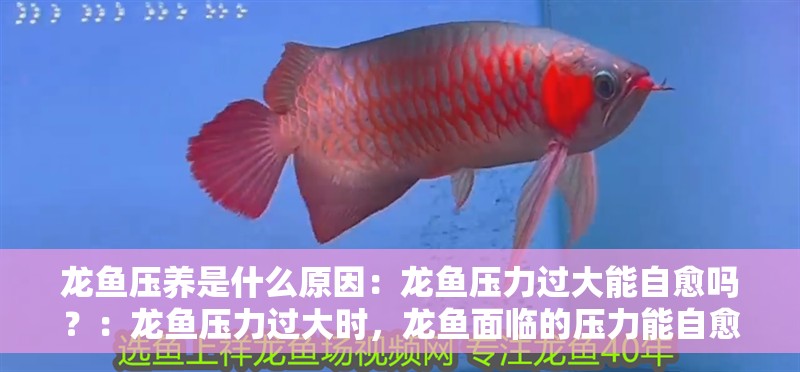 龍魚壓養是什么原因：龍魚壓力過大能自愈嗎？：龍魚壓力過大時，龍魚面臨的壓力能自愈嗎