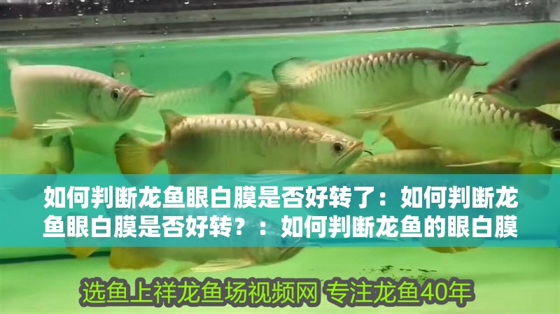 如何判斷龍魚眼白膜是否好轉了：如何判斷龍魚眼白膜是否好轉？：如何判斷龍魚的眼白膜是否好轉