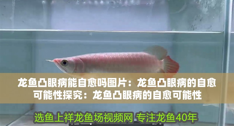 龍魚凸眼病能自愈嗎圖片：龍魚凸眼病的自愈可能性探究：龍魚凸眼病的自愈可能性
