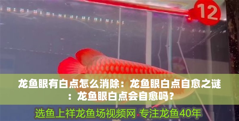 龍魚眼有白點怎么消除：龍魚眼白點自愈之謎：龍魚眼白點會自愈嗎？ 龍魚眼有白點怎么消除：龍魚眼白點自愈之謎：龍魚眼白點會自愈嗎？ 水族問答