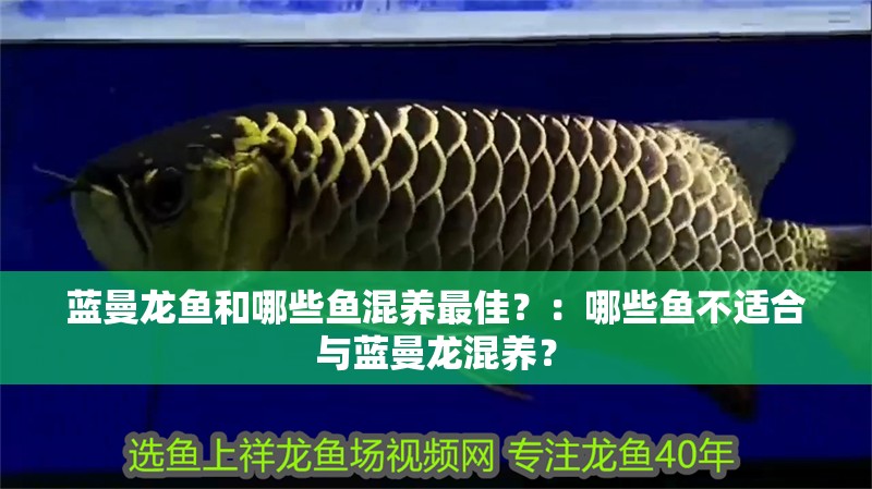 藍曼龍魚和哪些魚混養最佳？：哪些魚不適合與藍曼龍混養？