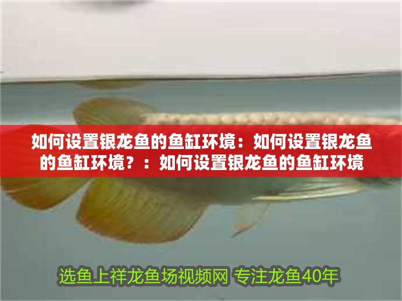 如何設置銀龍魚的魚缸環境：如何設置銀龍魚的魚缸環境？：如何設置銀龍魚的魚缸環境