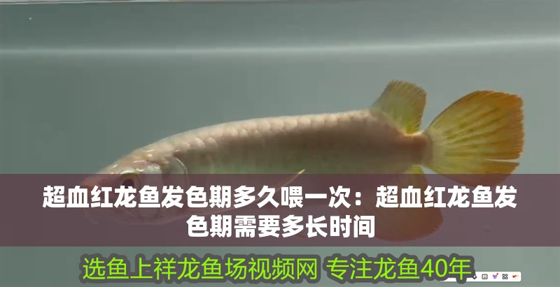 魚缸用增氧泵價(jià)格是多少:魚缸增氧機(jī)-xtrac增氧機(jī)-xtrac增氧機(jī) 超血紅龍魚發(fā)色期多久喂一次:超血紅龍魚發(fā)色期需要多長(zhǎng)時(shí)間 龍魚百科 超血紅龍魚發(fā)色期多久喂一次:超血紅龍魚發(fā)色期需要多長(zhǎng)時(shí)間 超血紅龍魚發(fā)色期多久喂一次:超血紅龍魚發(fā)色期需要多長(zhǎng)時(shí)間 龍魚百科