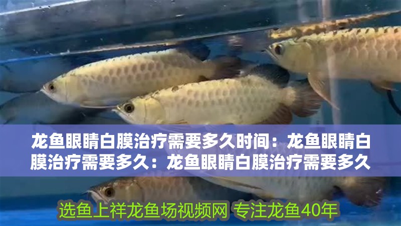 龍魚眼睛白膜治療需要多久時(shí)間：龍魚眼睛白膜治療需要多久：龍魚眼睛白膜治療需要多久