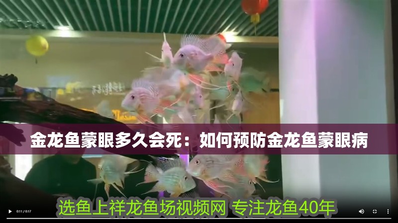 金龍魚蒙眼多久會死：如何預防金龍魚蒙眼病 金龍魚蒙眼多久會死：如何預防金龍魚蒙眼病 龍魚百科