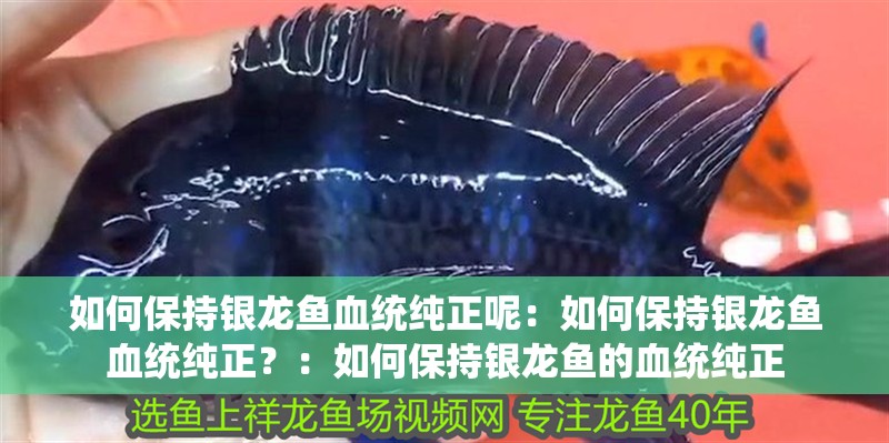 如何保持銀龍魚血統(tǒng)純正呢：如何保持銀龍魚血統(tǒng)純正？：如何保持銀龍魚的血統(tǒng)純正