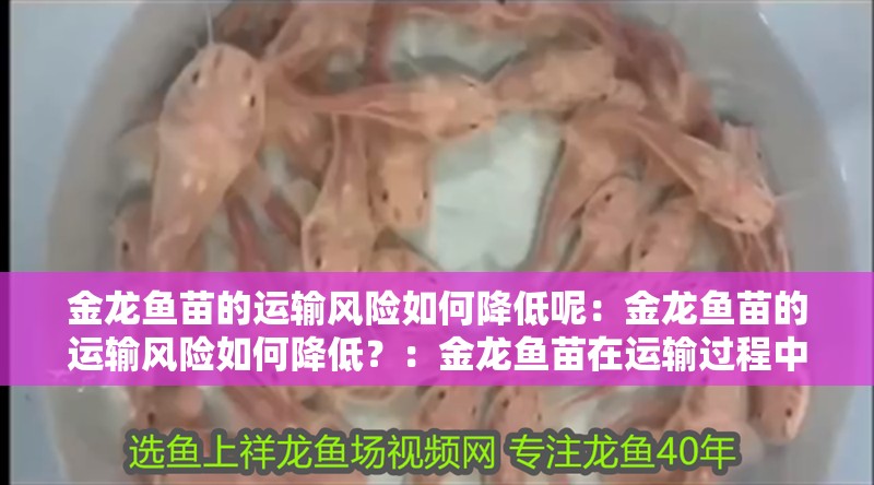 金龍魚苗的運輸風險如何降低呢：金龍魚苗的運輸風險如何降低？：金龍魚苗在運輸過程中的安全和運輸過程中的安全應用