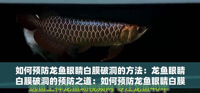 如何預(yù)防龍魚眼睛白膜破洞的方法：龍魚眼睛白膜破洞的預(yù)防之道：如何預(yù)防龍魚眼睛白膜破洞