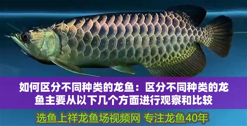 如何區分不同種類的龍魚：區分不同種類的龍魚主要從以下幾個方面進行觀察和比較