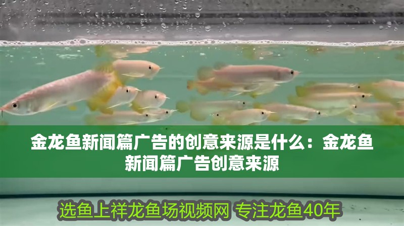 金龍魚新聞篇廣告的創意來源是什么：金龍魚新聞篇廣告創意來源