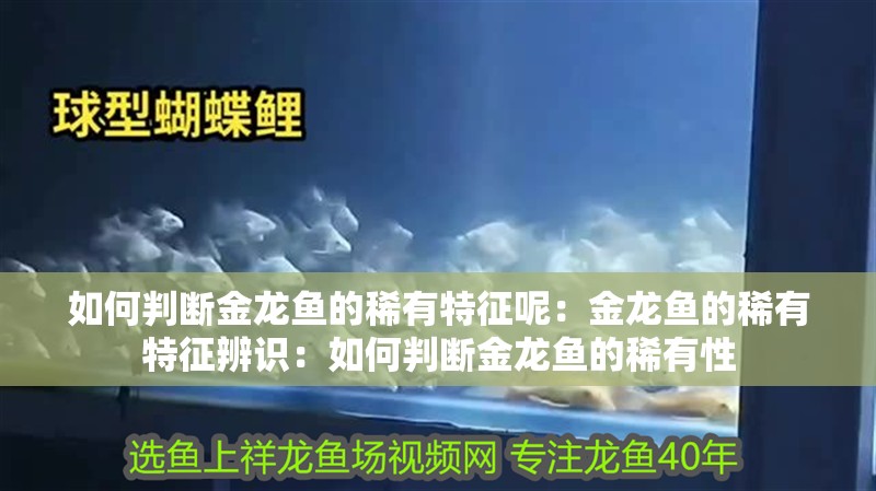 如何判斷金龍魚的稀有特征呢：金龍魚的稀有特征辨識(shí)：如何判斷金龍魚的稀有性