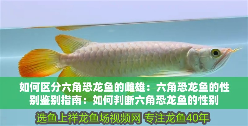 如何區(qū)分六角恐龍魚的雌雄：六角恐龍魚的性別鑒別指南：如何判斷六角恐龍魚的性別