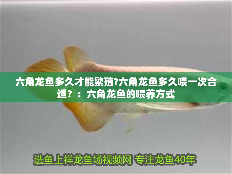 魚缸過濾器選購指南:自制魚缸過濾器魚缸上置過濾器對于養(yǎng)魚愛好者的必備知識 六角龍魚多久才能繁殖?六角龍魚多久喂一次合適?:六角龍魚的喂養(yǎng)方式 水族問答 六角龍魚多久才能繁殖?六角龍魚多久喂一次合適?:六角龍魚的喂養(yǎng)方式 六角龍魚多久才能繁殖?六角龍魚多久喂一次合適?:六角龍魚的喂養(yǎng)方式 水族問答