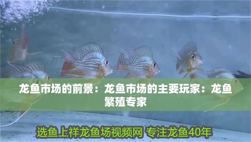 龍魚市場的前景：龍魚市場的主要玩家：龍魚繁殖專家