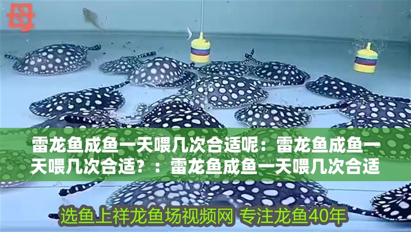 雷龍魚成魚一天喂幾次合適呢：雷龍魚成魚一天喂幾次合適？：雷龍魚成魚一天喂幾次合適