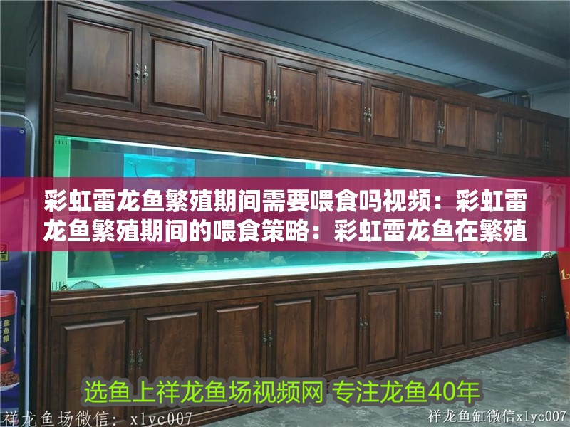 彩虹雷龍魚繁殖期間需要喂食嗎視頻：彩虹雷龍魚繁殖期間的喂食策略：彩虹雷龍魚在繁殖期間的喂食策略