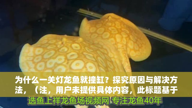 為什么一關燈龍魚就撞缸？探究原因與解決方法，（注，用戶未提供具體內容，此標題基于常見觀賞魚飼養問題生成。若需精準標題，請補充相關內容細節。）