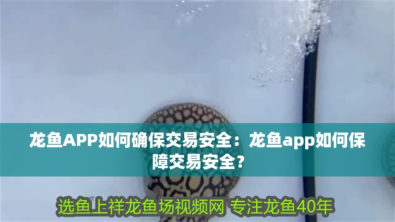 龍魚APP如何確保交易安全：龍魚app如何保障交易安全？ 龍魚APP如何確保交易安全：龍魚app如何保障交易安全？ 龍魚百科