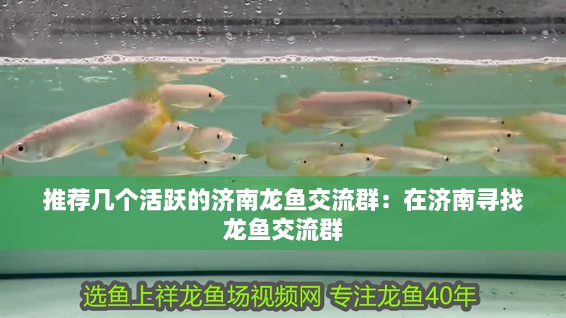 推薦幾個活躍的濟南龍魚交流群：在濟南尋找龍魚交流群
