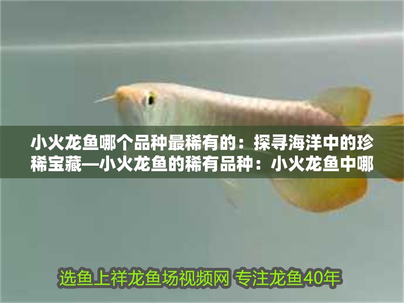 小火龍魚哪個品種最稀有的：探尋海洋中的珍稀寶藏—小火龍魚的稀有品種：小火龍魚中哪個品種最稀有