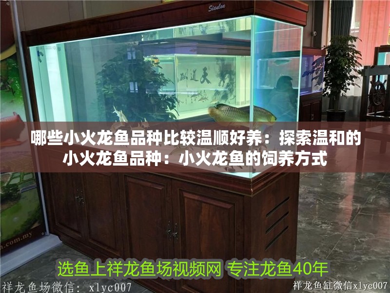哪些小火龍魚品種比較溫順好養：探索溫和的小火龍魚品種：小火龍魚的飼養方式