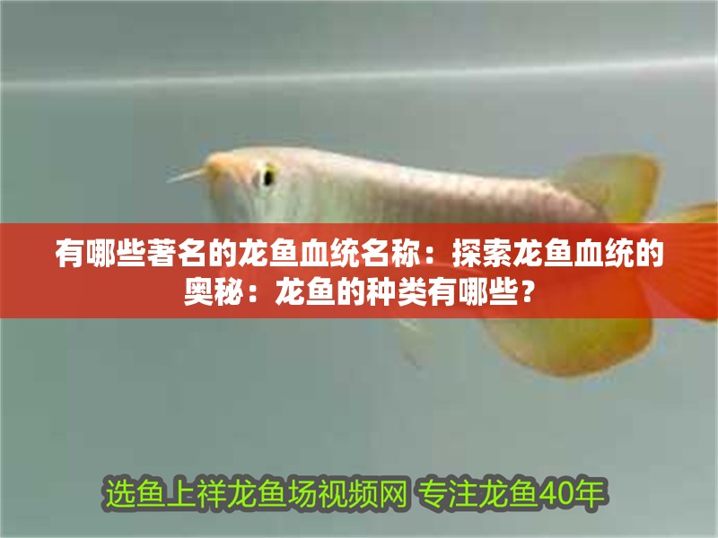 有哪些著名的龍魚血統名稱：探索龍魚血統的奧秘：龍魚的種類有哪些？