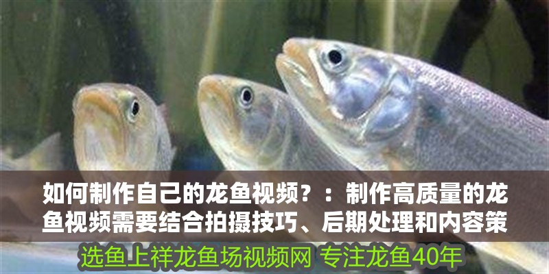 如何制作自己的龍魚視頻？：制作高質(zhì)量的龍魚視頻需要結(jié)合拍攝技巧、后期處理和內(nèi)容策劃 如何制作自己的龍魚視頻？：制作高質(zhì)量的龍魚視頻需要結(jié)合拍攝技巧、后期處理和內(nèi)容策劃 龍魚百科