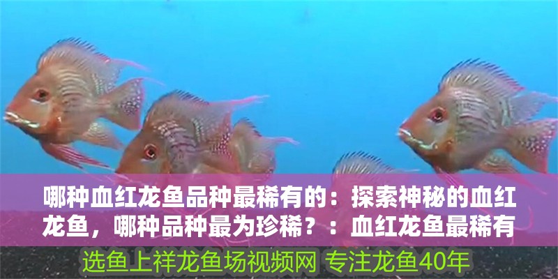 哪種血紅龍魚品種最稀有的：探索神秘的血紅龍魚，哪種品種最為珍稀？：血紅龍魚最稀有的品種，揭開血紅龍魚稀有品種的神秘面紗