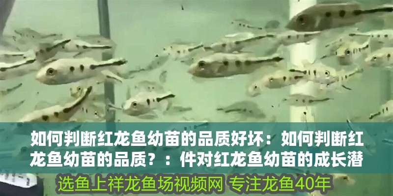 如何判斷紅龍魚幼苗的品質好壞：如何判斷紅龍魚幼苗的品質？：件對紅龍魚幼苗的成長潛力和健康狀態的關鍵因素判斷