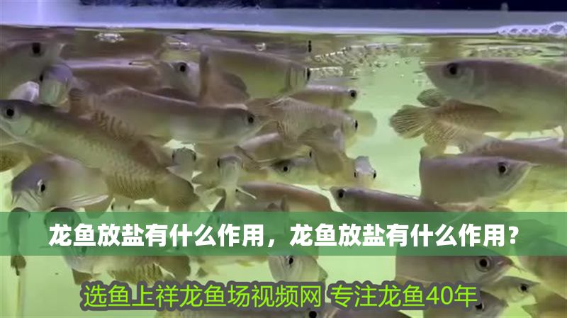龍魚放鹽有什么作用，龍魚放鹽有什么作用？