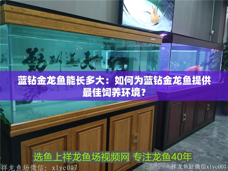 藍鉆金龍魚能長多大：如何為藍鉆金龍魚提供最佳飼養環境？