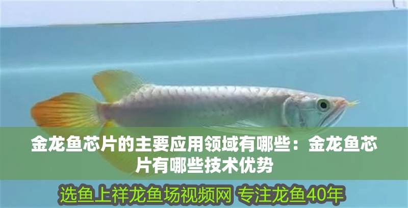 金龍魚芯片的主要應用領域有哪些：金龍魚芯片有哪些技術優勢