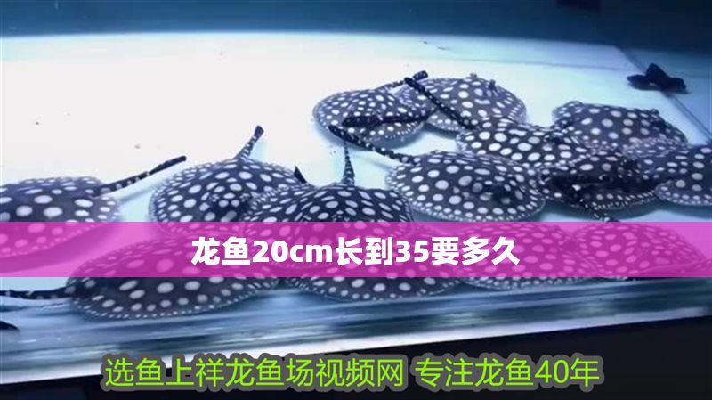 龍魚20cm長到35要多久