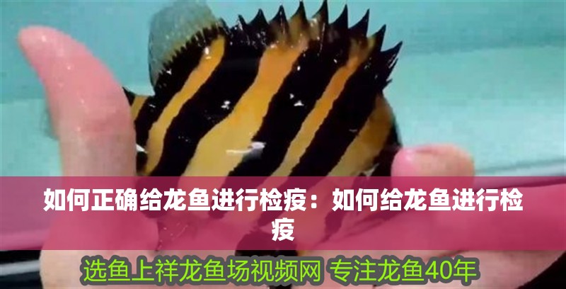 如何正確給龍魚進行檢疫：如何給龍魚進行檢疫