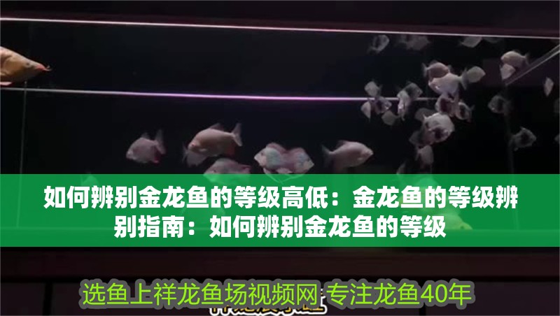如何辨別金龍魚的等級高低：金龍魚的等級辨別指南：如何辨別金龍魚的等級 如何辨別金龍魚的等級高低：金龍魚的等級辨別指南：如何辨別金龍魚的等級 水族問答