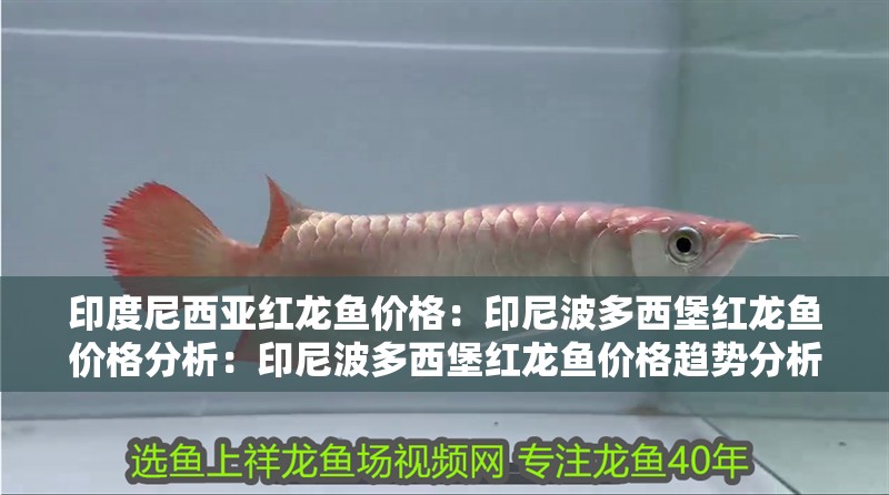 印度尼西亞紅龍魚價格：印尼波多西堡紅龍魚價格分析：印尼波多西堡紅龍魚價格趨勢分析 印度尼西亞紅龍魚價格：印尼波多西堡紅龍魚價格分析：印尼波多西堡紅龍魚價格趨勢分析 水族問答